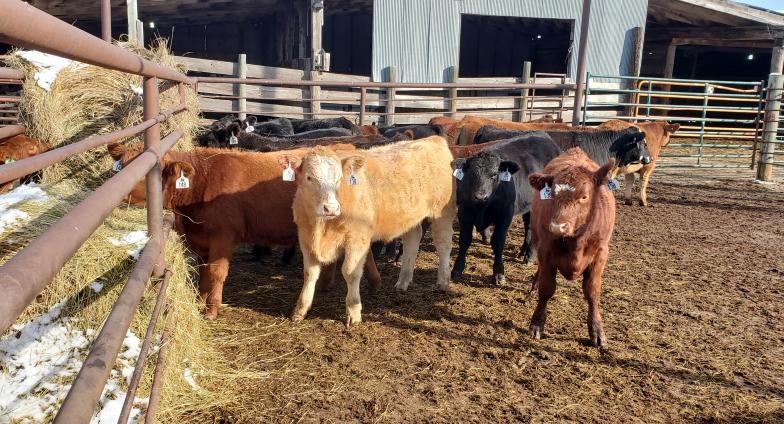 backgrounding-cattle-ndsu-agriculture